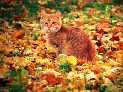 Онлайн пазл «Рыжий кот и осень»