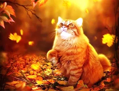 Кот в листьях осенью рисунок - 72 фото