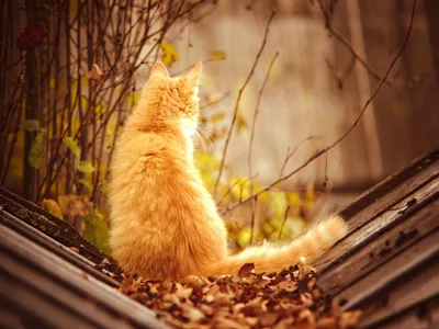 Рыжий кот , осень , листья» — создано в Шедевруме