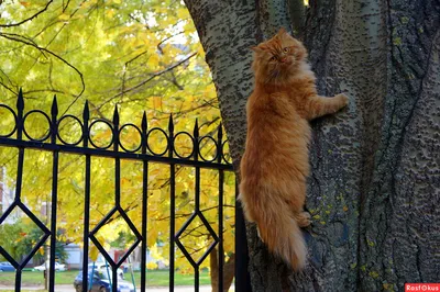 Рыжий кот и осень» — создано в Шедевруме