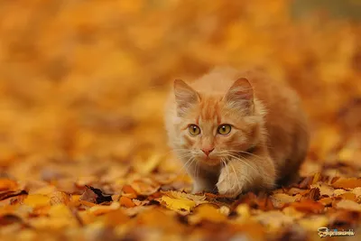 Фото: Просто кот,как осень рыжий. Фотолюбитель Елена Порошина. Фото  животных. Фотосайт Расфокус.ру