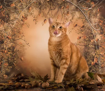 Рыжий кот в осенних листьях - 70 фото