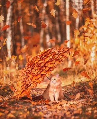 Рыжие коты осенью - картинки и фото koshka.top