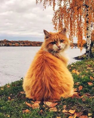 Рыжий кот сидит осенью на ветке дерева. | Премиум Фото