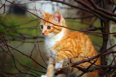 Китти рыжий кот с осенними оранжевыми листьями осенний парк | Премиум Фото