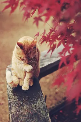 Рыжий кот на рыжих листьях :: Ирина Via – Социальная сеть ФотоКто
