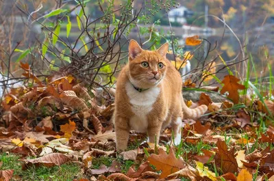 Осень в Гродно: рыжий кот и желтый цвет повсюду