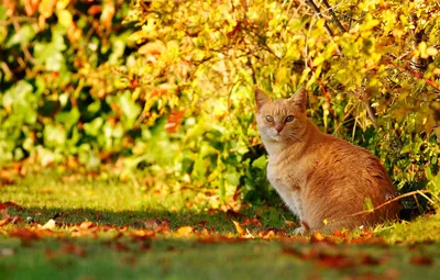 Рыжий кот в уютном теплом интерьере Осень-зимний период Концепция душевного  уютного настроения Дом, тепло и комфорт, осенняя прос Стоковое Изображение  - изображение насчитывающей пушисто, киска: 158513331
