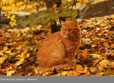 Красивый осенний кот - 56 фото