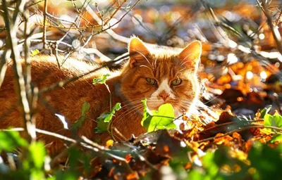 Рыжий кот и осенние листья Stock Photo | Adobe Stock