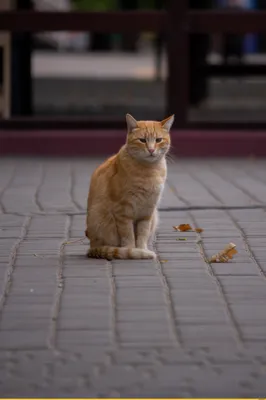 Рыжий кот на фоне рыжей осени :: Татьяна Носова – Социальная сеть ФотоКто