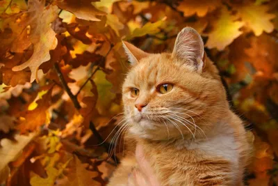 Скачать обои листья, кот, ветки, кошка, осень разрешение 1920x1080 #49614