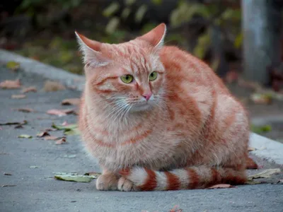 Рыжий кот в лесу - 78 фото