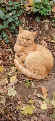 Коты и осень - 68 фото