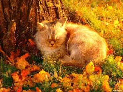 Осень... / одесские котики :: рыжий кот :: котэ (прикольные картинки с  кошками) / смешные картинки и другие приколы: комиксы, гиф анимация, видео,  лучший интеллектуальный юмор.