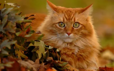 Рыжий кот в осеннем парке :: Стоковая фотография :: Pixel-Shot Studio