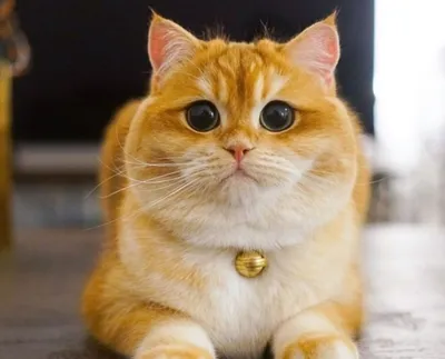 Удивительная жизнь - осенне- рыжий кот | Facebook