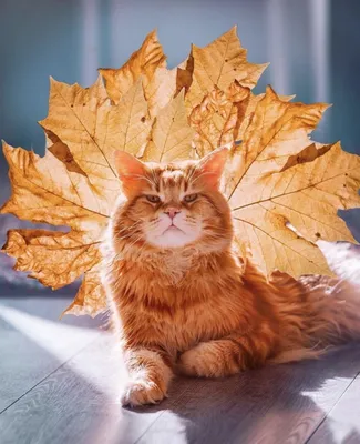 Рыжий кот и осень :: Ольга Винницкая (Olenka) – Социальная сеть ФотоКто