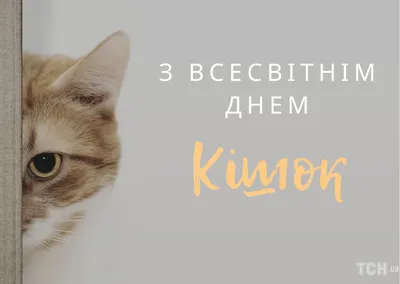 Поздравляем с Международным днем кошек!Его инициатором стал - НЕОВЕТ24 Сеть  ветеринарных клиник