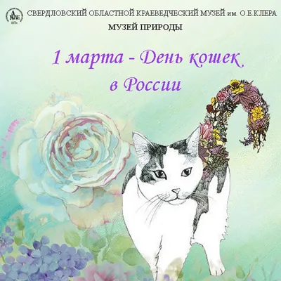 😻1 марта — не только первый день весны, но и День Кошек России | Нос,  хвост, лапы | Дзен