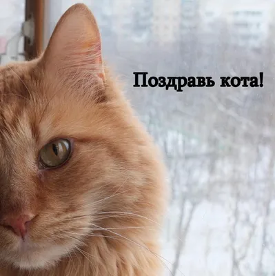 Поздравляем с Днем российских кошек! — Свердловский областной краеведческий  музей имени О.Е. Клера