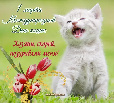 8 августа — Всемирный день кошек / Открытка дня / Журнал Calend.ru