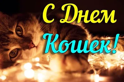 1 марта коты отпразднуют свой День: подборка фактов и легенд | Українські  Новини