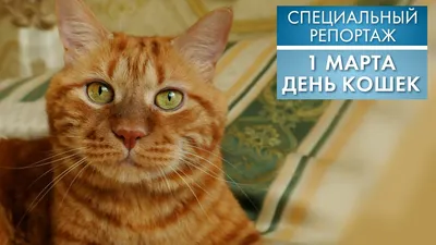 День кота 2022 - прикольные поздравления, картинки и открытки