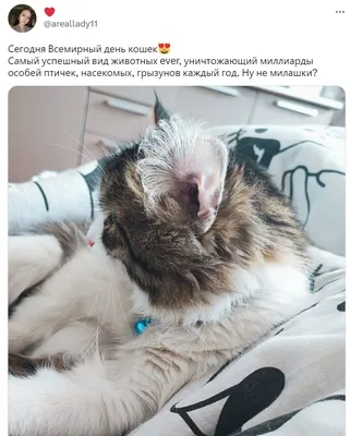 1 марта День кошек - БАГИРА зоомагазин №1 в Крыму