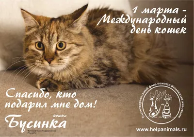 29 октября - Национальный День Кошек!!! - новости magizoo