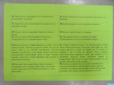 Купить Торт Белка из Ледникового периода недорого в Москве с доставкой