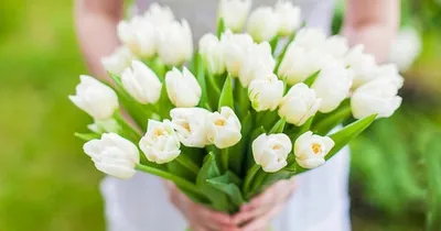 Нежные тюльпаны на День Рождение открытки, поздравления на cards.tochka.net