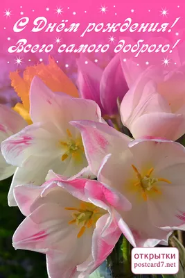 Симпатичная открытка с поздравлениями в день рождения и розовыми тюльпанами  | Flyvi
