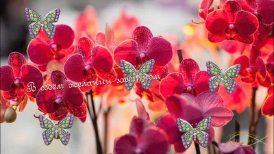 Открытка сложно-техническая \"С Днем Рождения!\" орхидея, бабочки, А5  (2909698) - Купить по цене от 30.14 руб. | Интернет магазин SIMA-LAND.RU