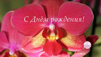 С Днем Рождения Картинки Орхидеи фотографии