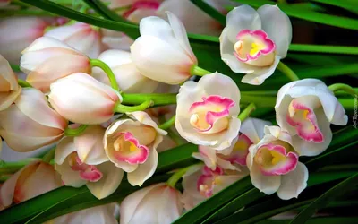 Открытки с орхидеями - 71 фото