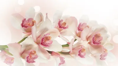 Розовые орхидеи в шляпной коробке на Татьянин день за 6 290 руб. |  Бесплатная доставка цветов по Москве