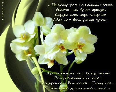 https://lubok.club/kartinki_den/den-rojdeniya/print:page,1,5342-kartinki-s-dnem-rozhdenija-s-orhidejami-44-foto.html
