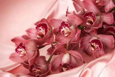 Бордовые орхидеи в коробке за 6 290 руб. | Бесплатная доставка цветов по  Москве