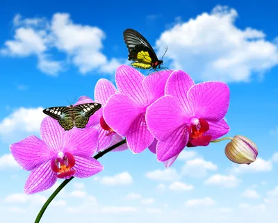 Открытка «День царства орхидей» С Днем царства орхидеи | Цветы, легенды,  мифы о цветах | Постила