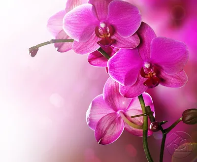 81 фиолетовая орхидея в букете за 37 090 руб. | Бесплатная доставка цветов  по Москве