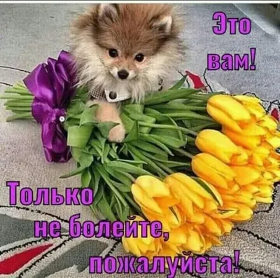 Мы обожаем поздравлять наших пушистиков с днём рождения! 🥳🥳🥳 Шпиц Сема  получил после повторного приема игрушку, так как вкусняшки ему… | Instagram