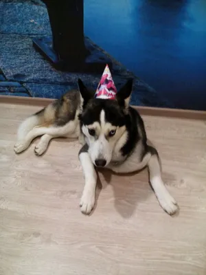 Волк поздравляет с днем рождения (60 фото) » Красивые картинки,  поздравления и пожелания - Lubok.club
