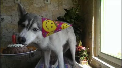 Открытка с днем рождения хаски с собакой Мохнатый Гав 64193618 купить за  300 ₽ в интернет-магазине Wildberries