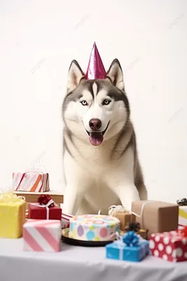 Хаски в шапке на день рождения и с подарками Фон Обои Изображение для  бесплатной загрузки - Pngtree