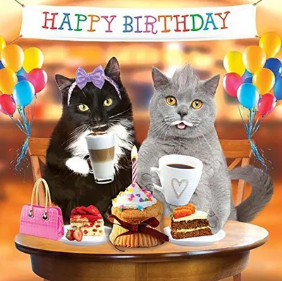 Чёрно - белый котёнок: открытки с днём рождения - инстапик | Черно-белый  котенок, Открытки, С днем рождения