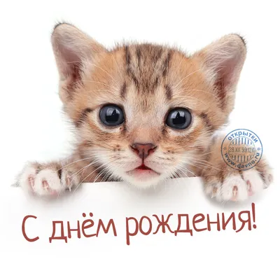 Фото со смешным котенком — Скачайте на Davno.ru