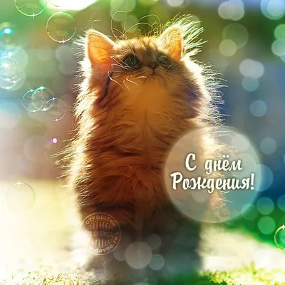 Пушистый мечтательный котенок — Скачайте на Davno.ru