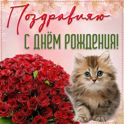 Милый котенок и букет роз на День рождения | Скачать бесплатно