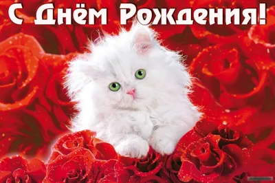 Милая поздравительая открытка ко дню рождения с днем рождения кот  Иллюстрация вектора - иллюстрации насчитывающей длиной, кот: 28171657